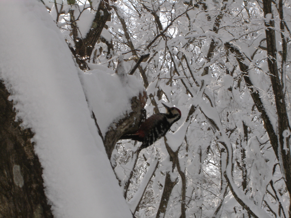 Ŭ¸¯ÇÏ½Ã¸é ¿ø·¡ »çÀÌÁî·Î º¸½Ç¼ö ÀÖ½À´Ï´Ù.