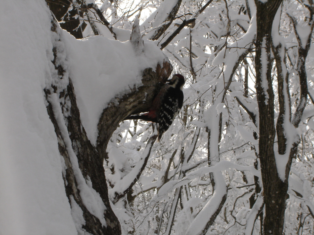 Ŭ¸¯ÇÏ½Ã¸é ¿ø·¡ »çÀÌÁî·Î º¸½Ç¼ö ÀÖ½À´Ï´Ù.